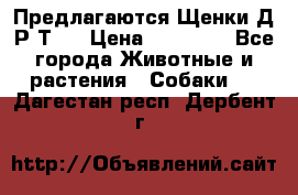 Предлагаются Щенки Д.Р.Т.  › Цена ­ 15 000 - Все города Животные и растения » Собаки   . Дагестан респ.,Дербент г.